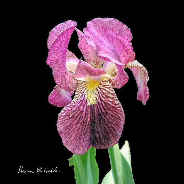 (image for) Red Iris